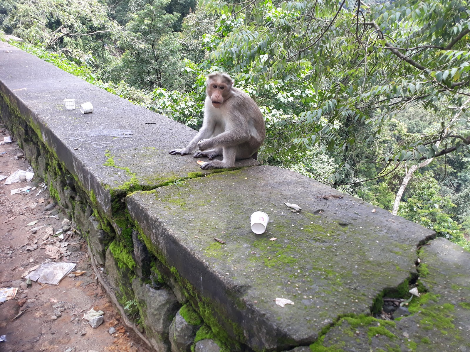 Cheeyappara Waterfalls