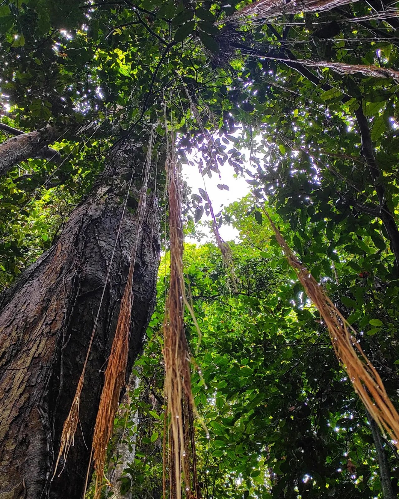 Iringole Forest Temple