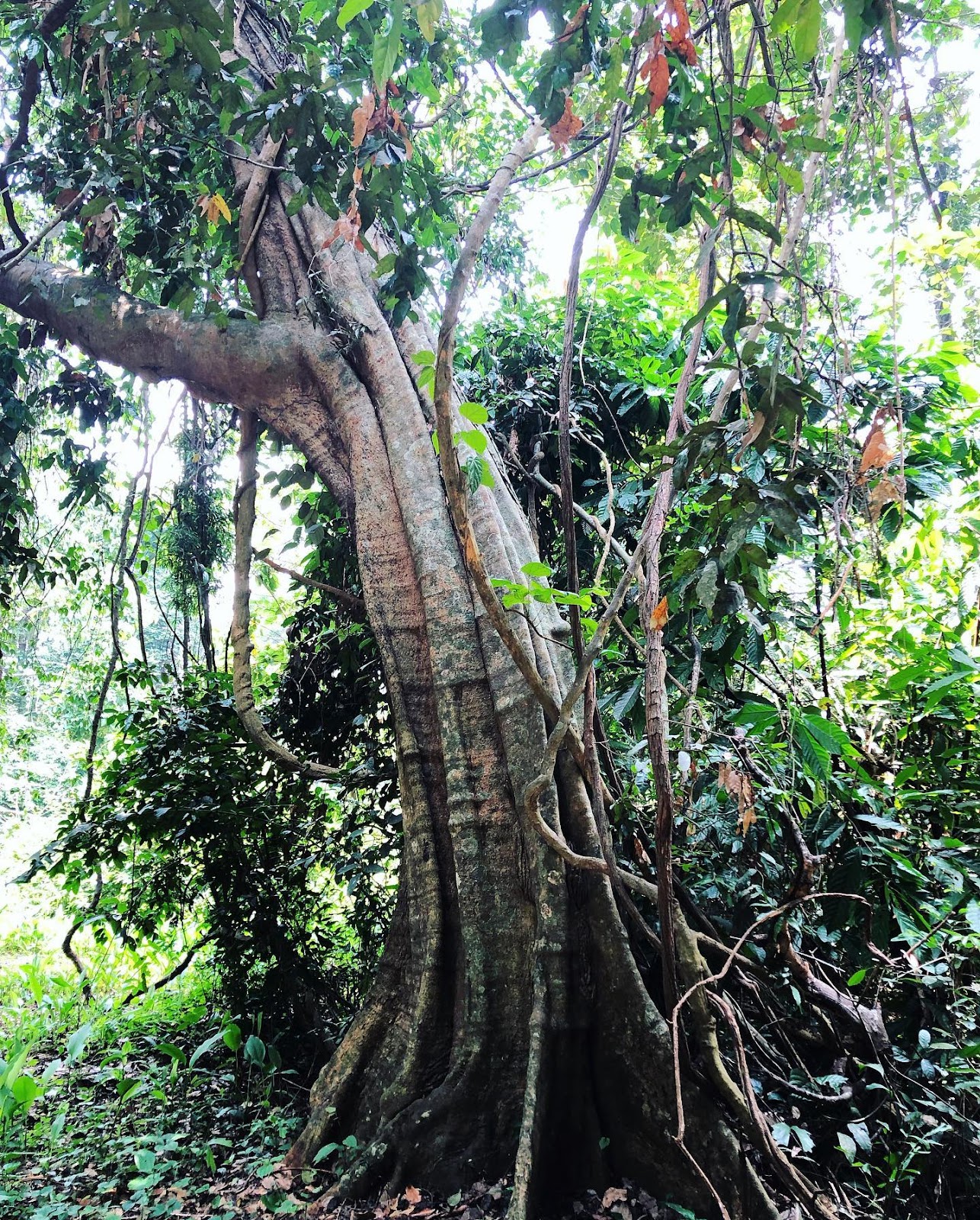 Iringole Forest Temple