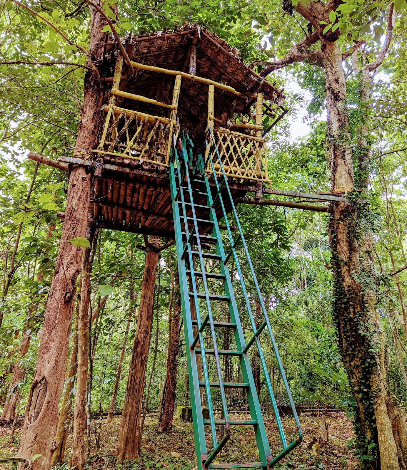 Kodanad Elephant Training Center