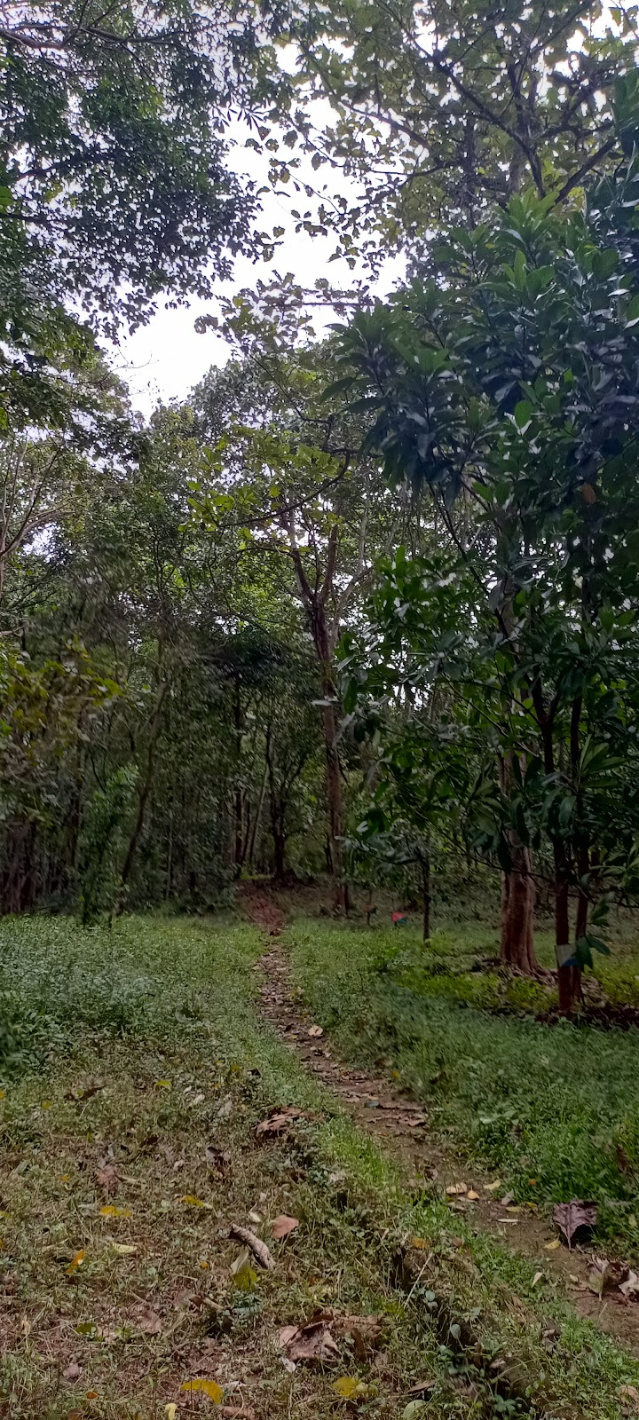 Kodanad Elephant Training Center