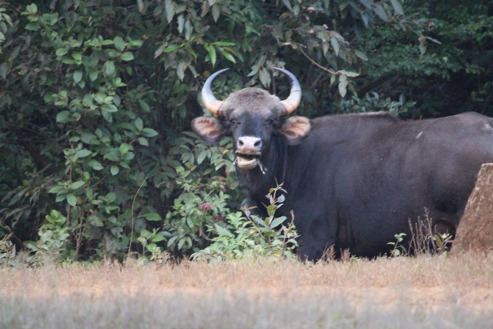 Radhanagari Wildlife Sanctuary