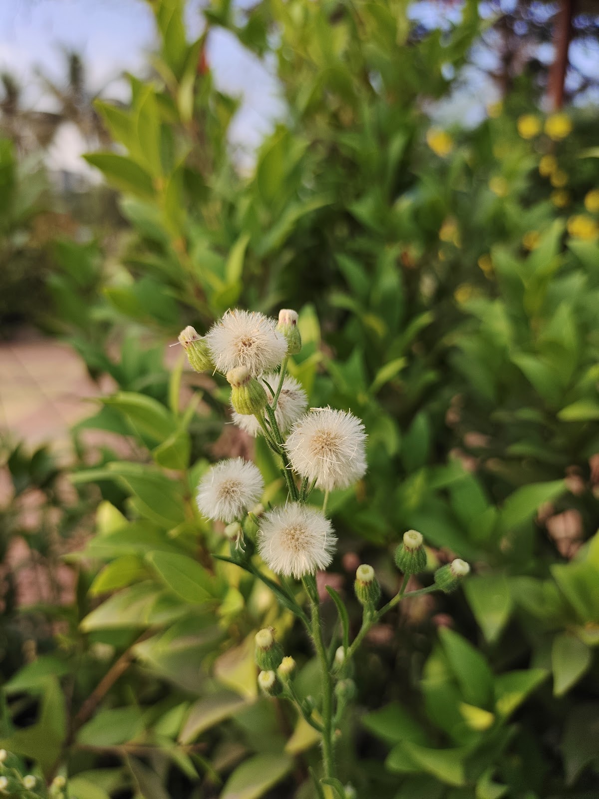 Community Garden and Lakefront