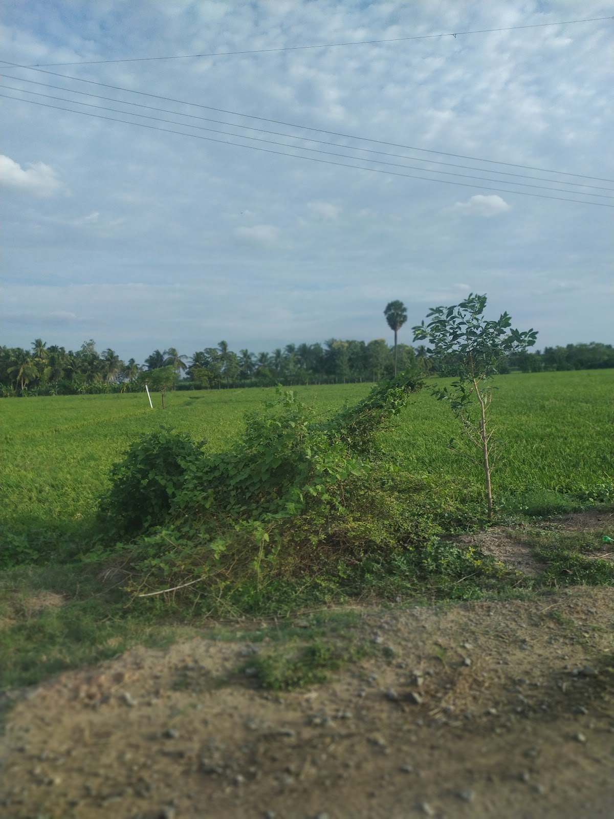 Neyveli Lignite Corporation