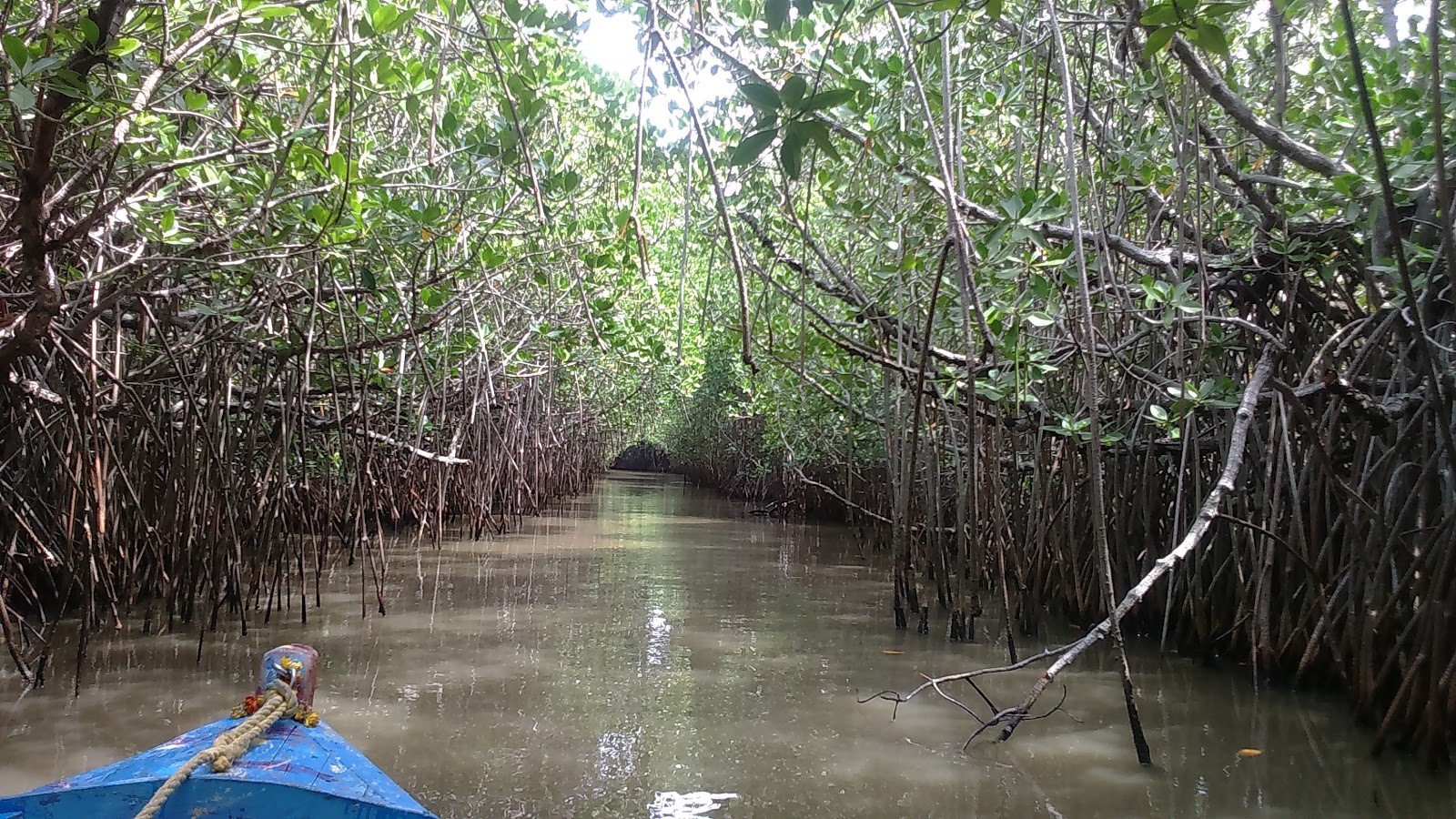 Pichavaram Backwaters
