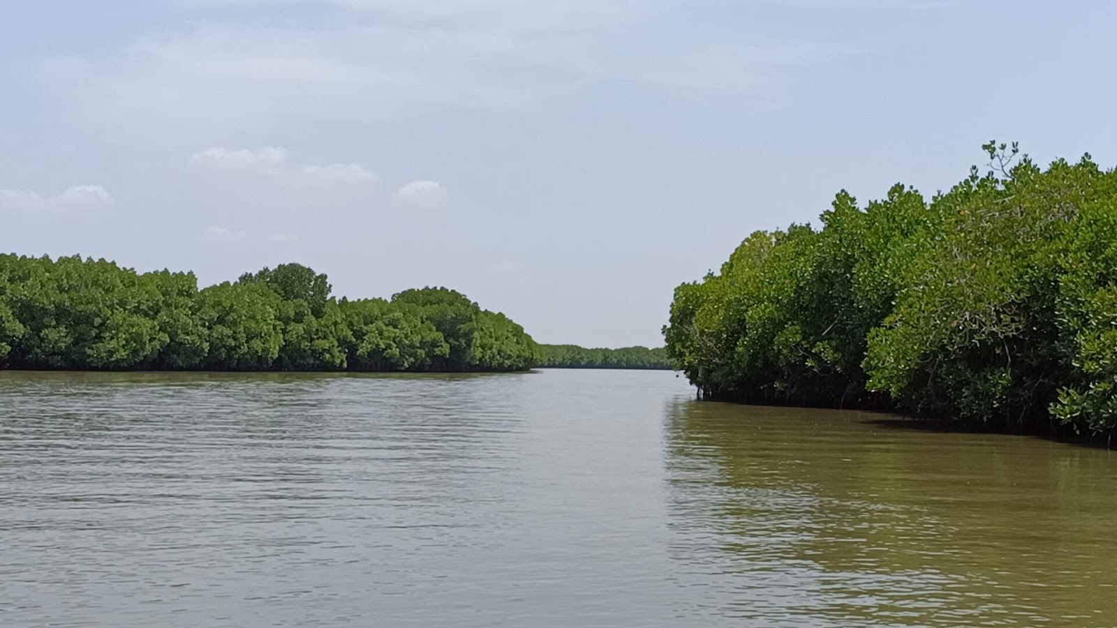 Pichavaram Backwaters