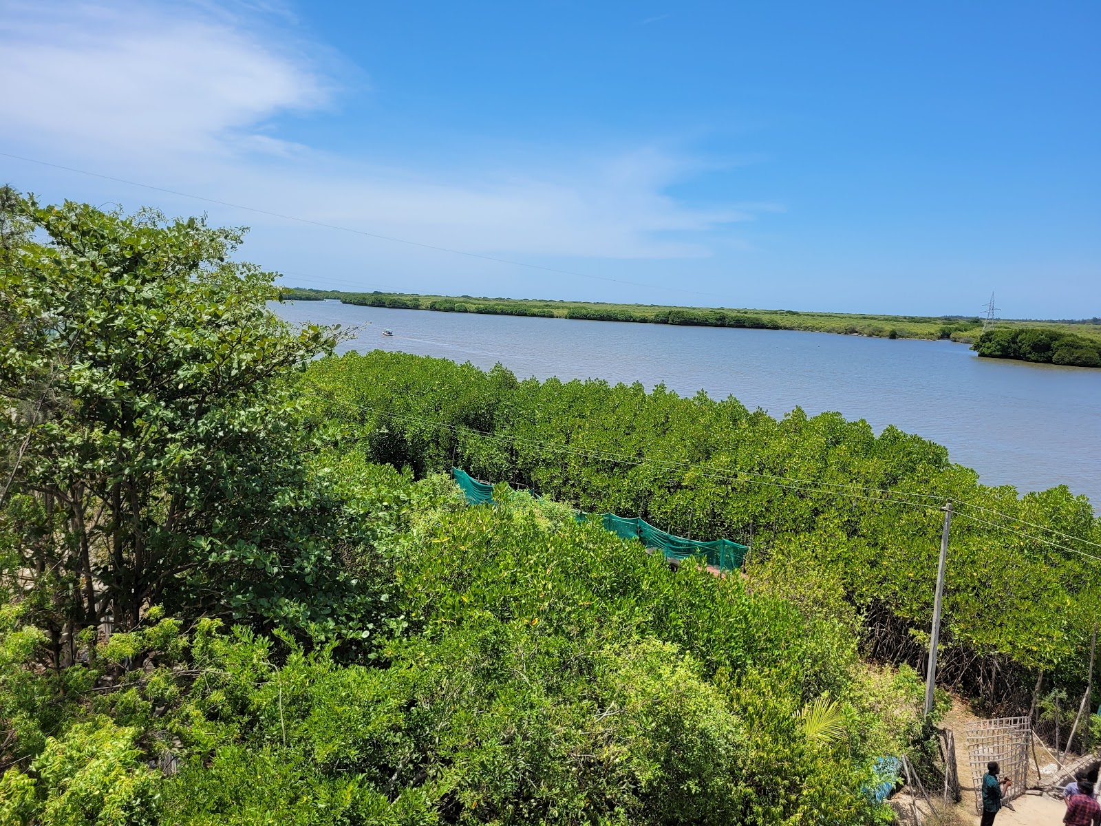 Pichavaram Backwaters