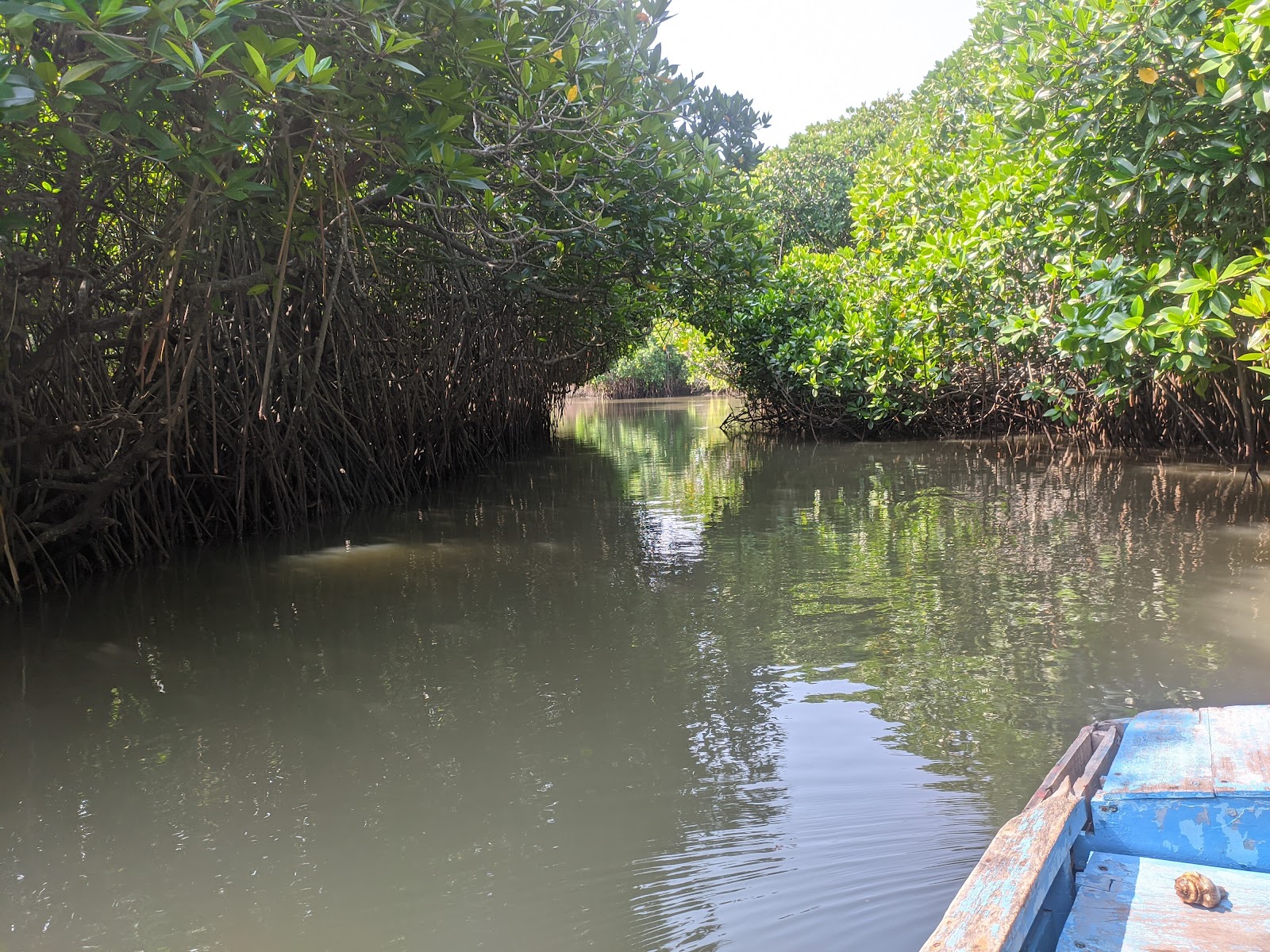 Pichavaram Backwaters