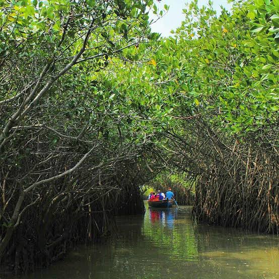 Pichavaram Backwaters