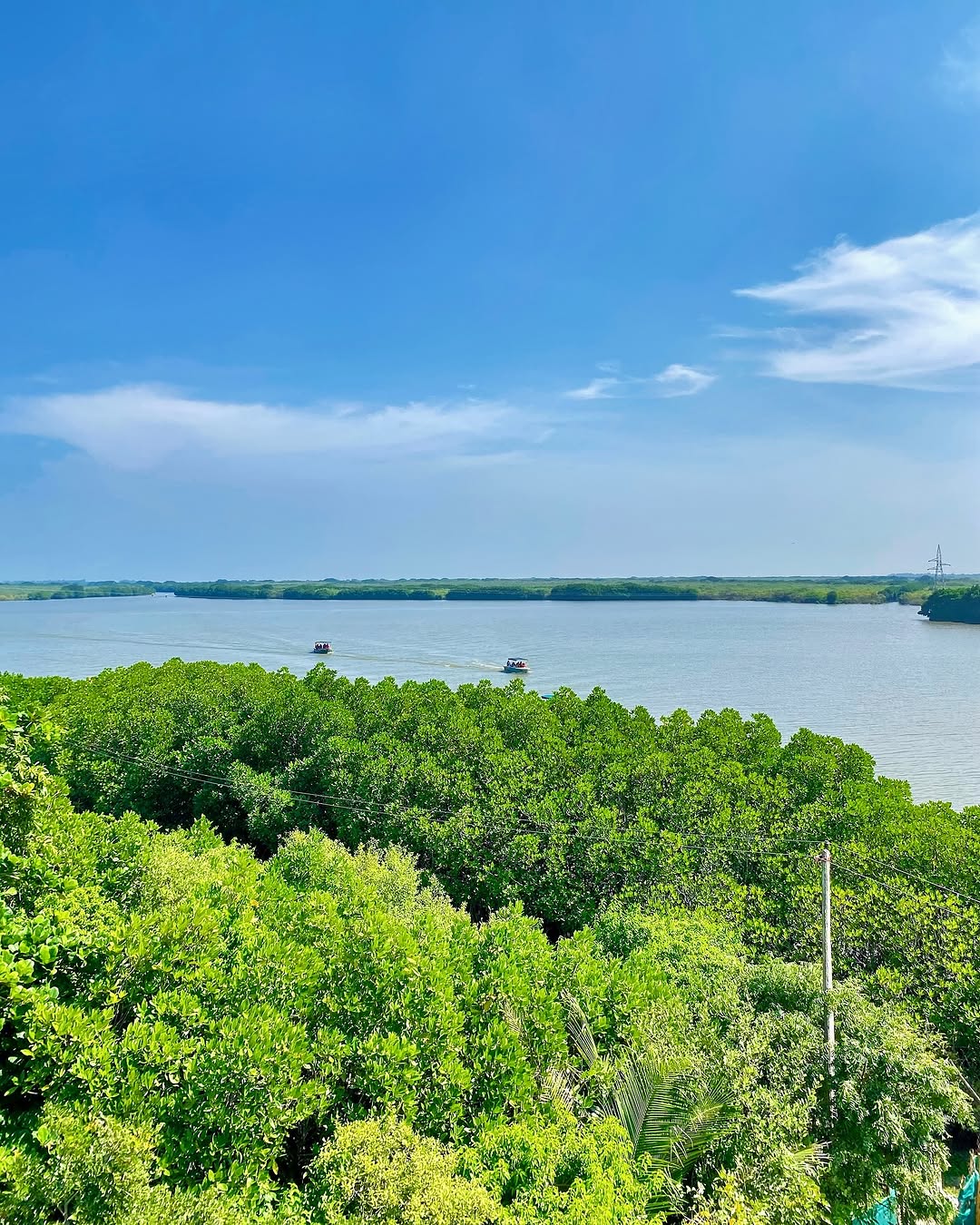 Pichavaram Mangrove Forest