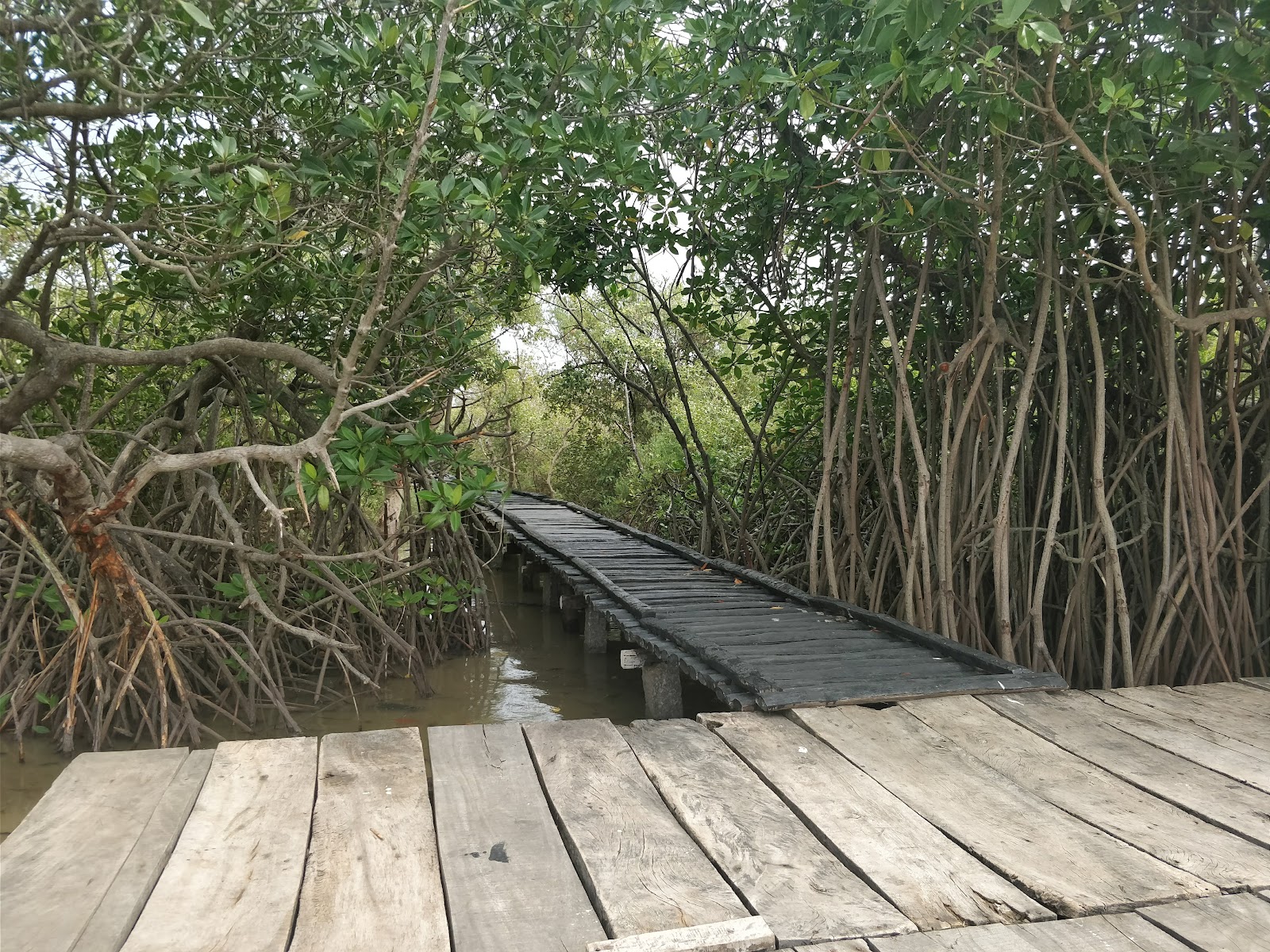 Pichavaram Mangrove Forest