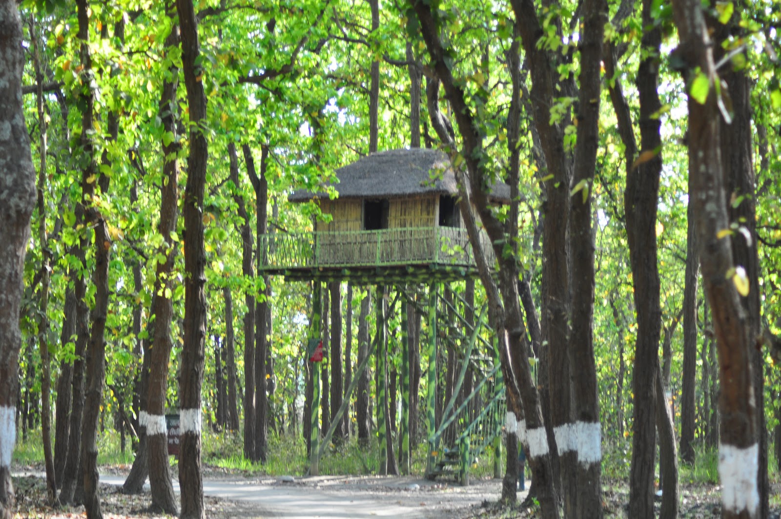 Pilibhit Tiger Reserve