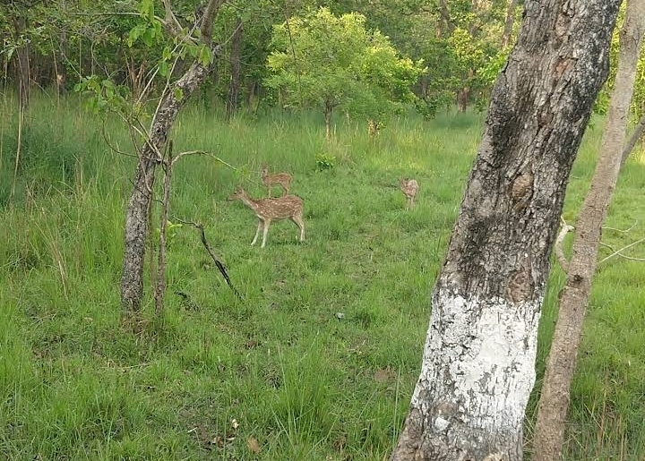 Pilibhit Tiger Reserve