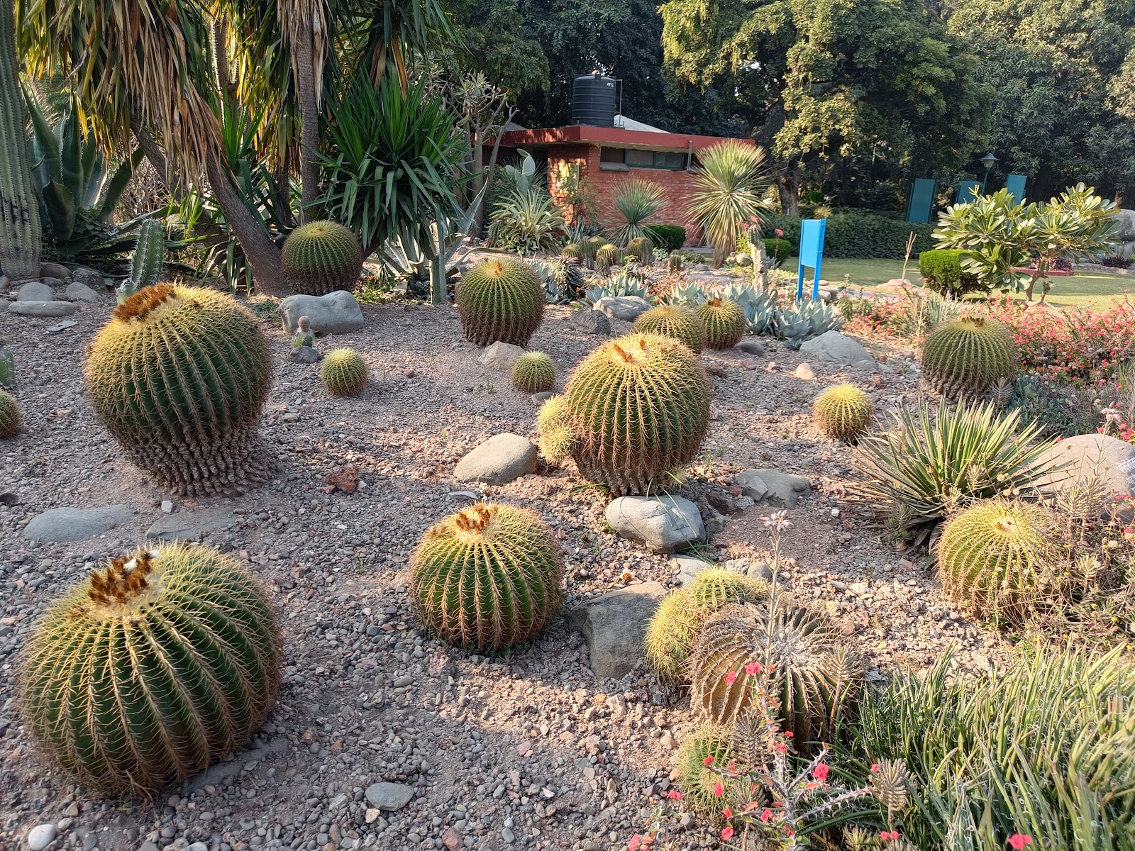 Cactus Garden