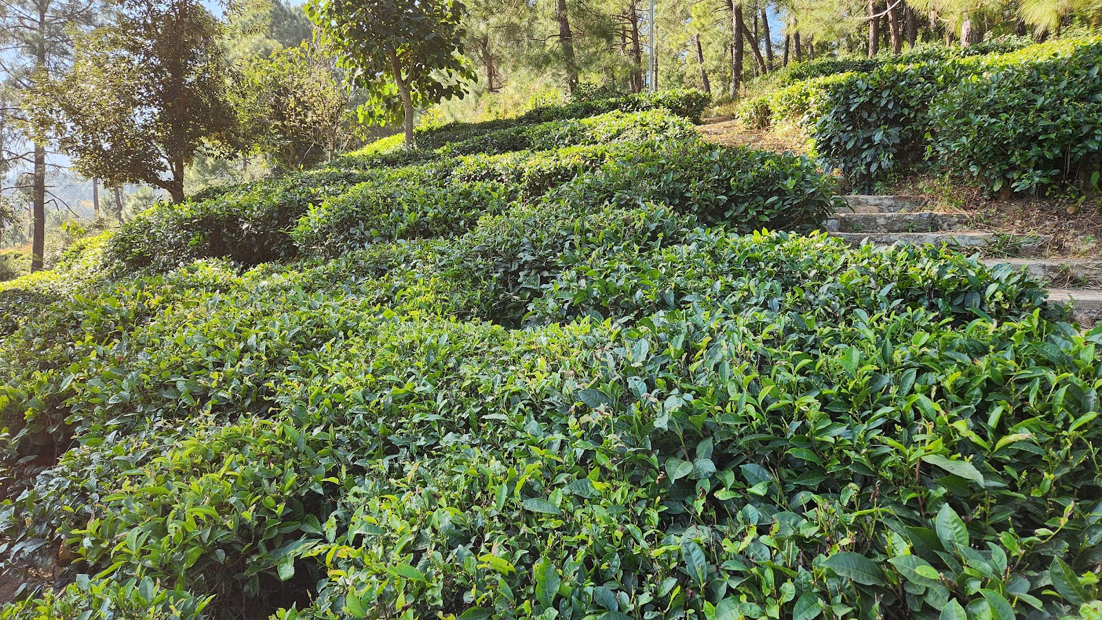 Kausani Tea Estate