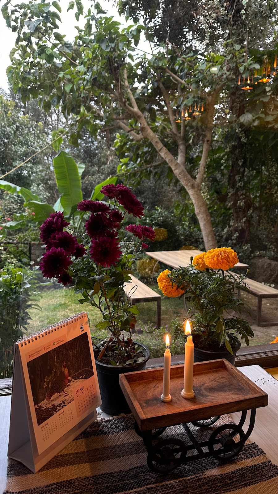 Bird Watching at Nearby Parks