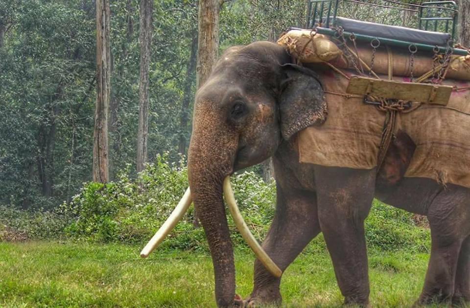 Topslip Anamalai Tiger Reserve Tourism