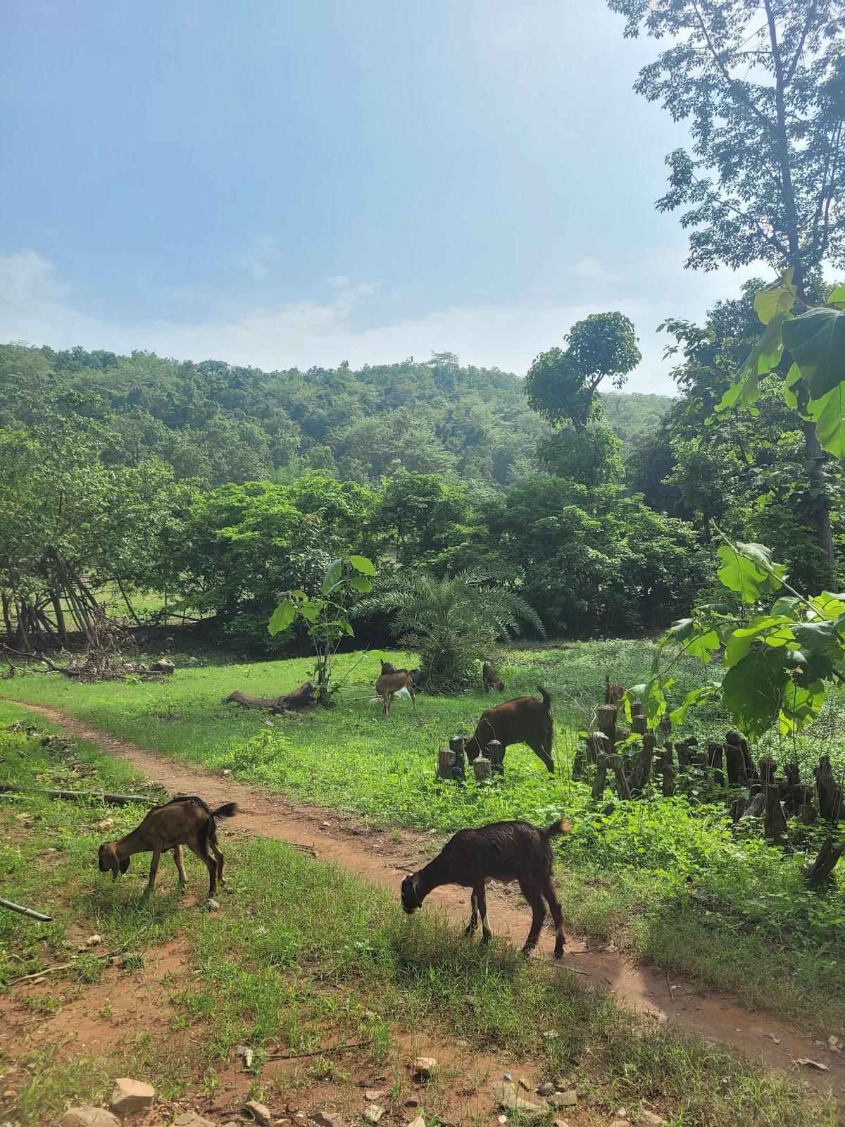 Jambughoda Wildlife Sanctuary