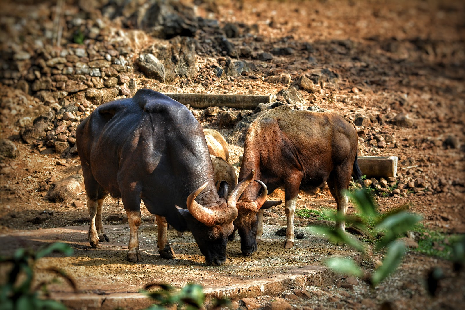 Bondla Wildlife Sanctuary
