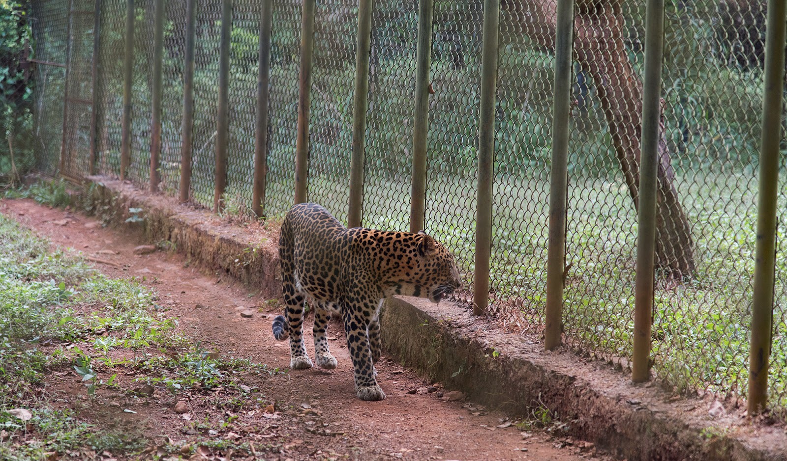 Bondla Wildlife Sanctuary