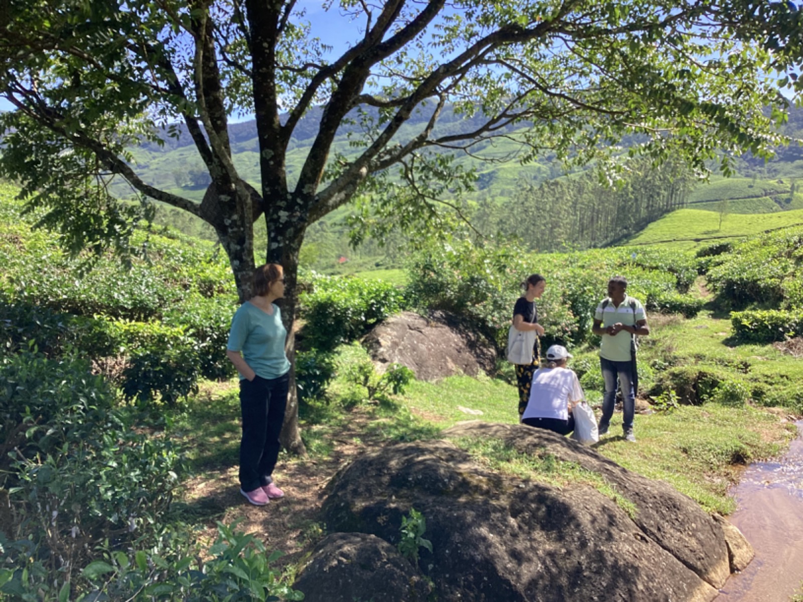 Small Tea Plantation Trail