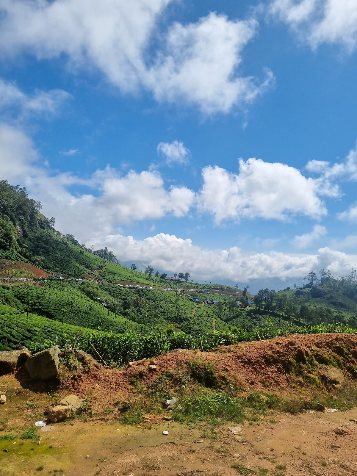 Small Tea Plantation Trail