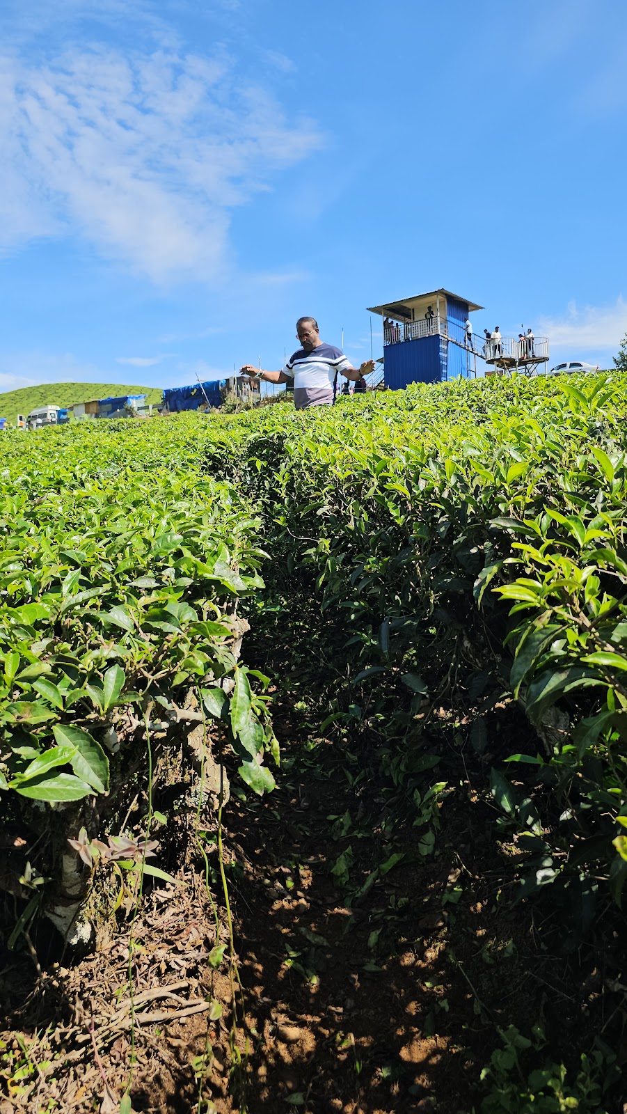 Small Tea Plantation Trail