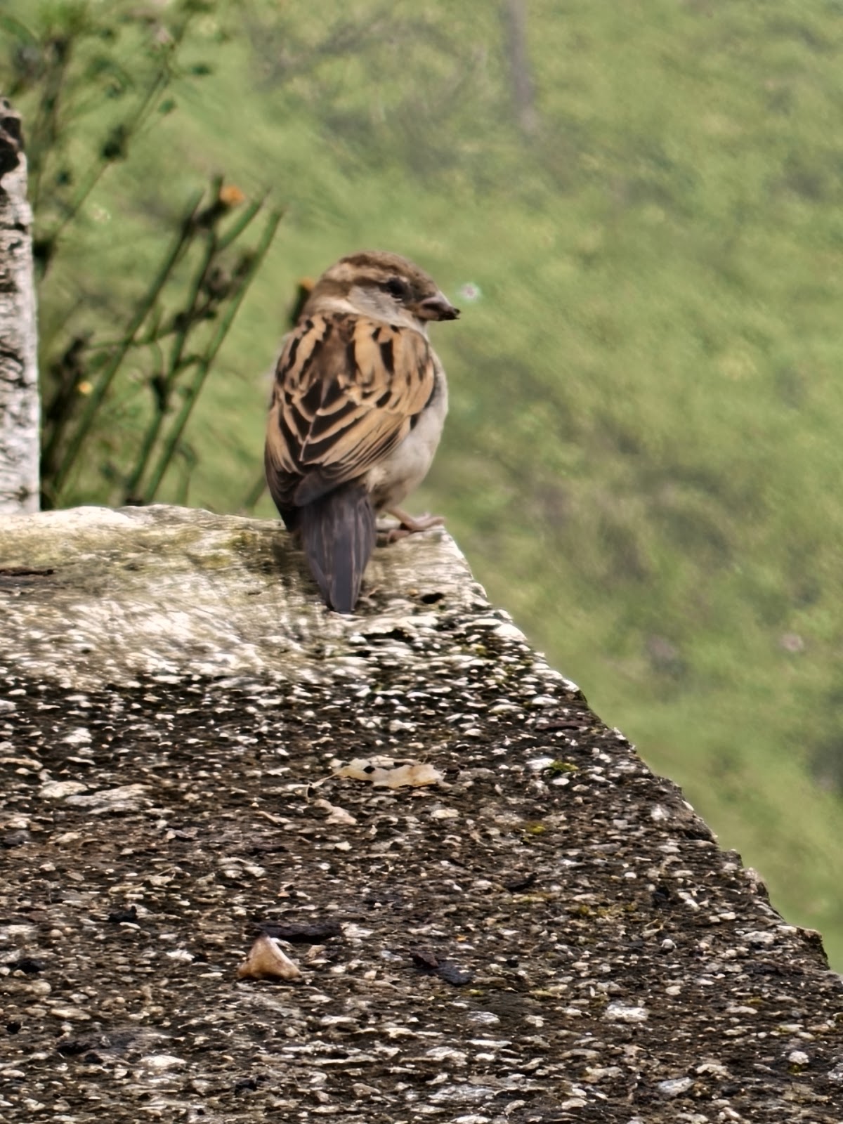 Small Tea Plantation Trail
