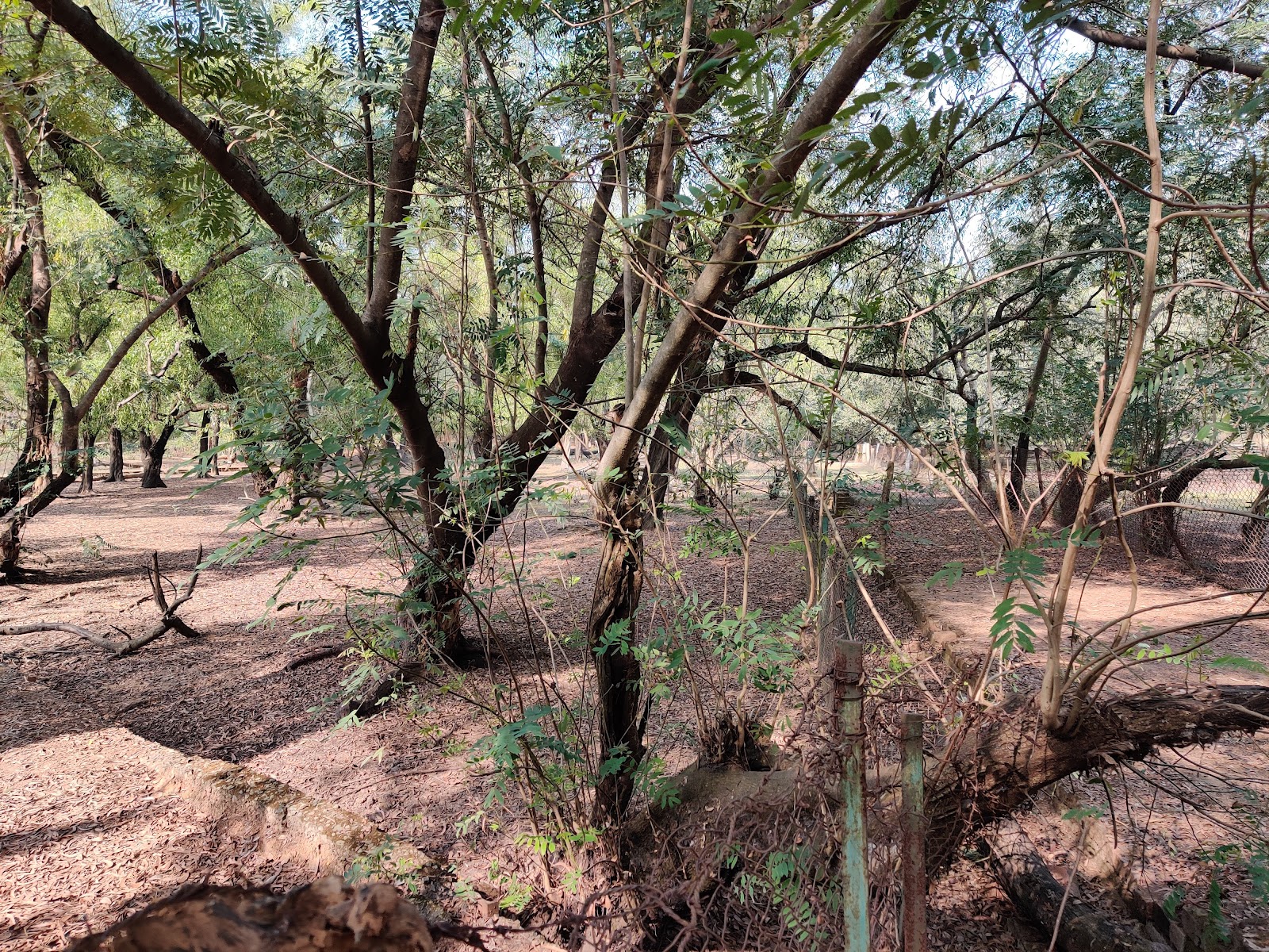 Sonajhuri Forest