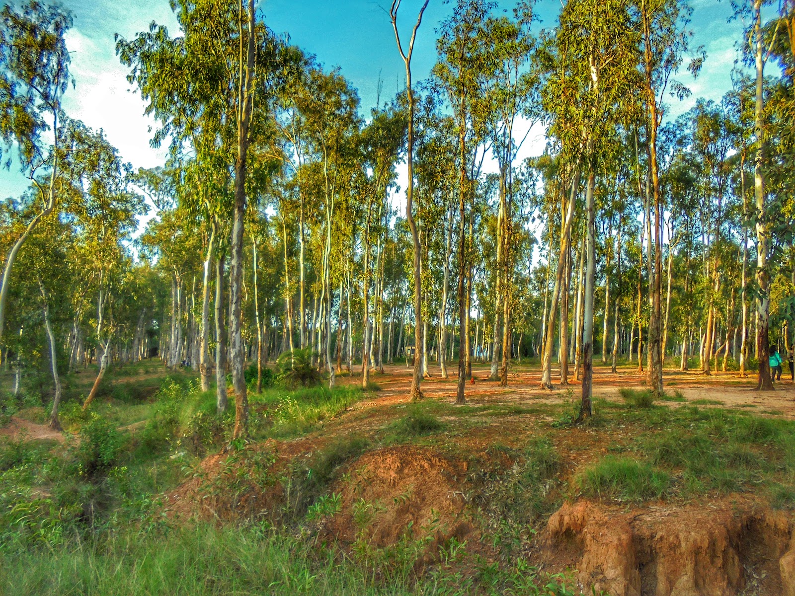 Sonajhuri Forest