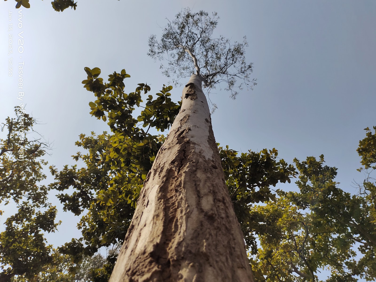 Sonajhuri Forest