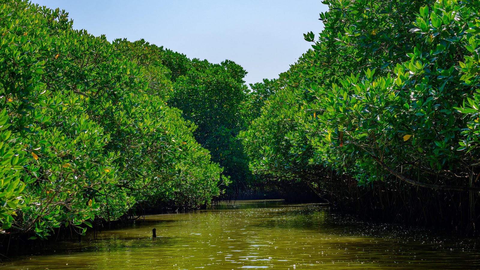 Pichavaram Mangrove Forest