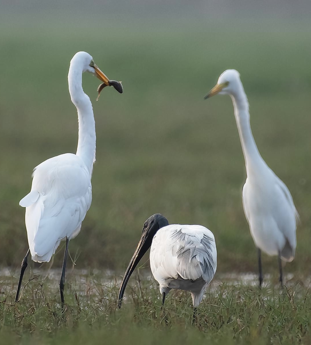 Mangalajodi Wetlands