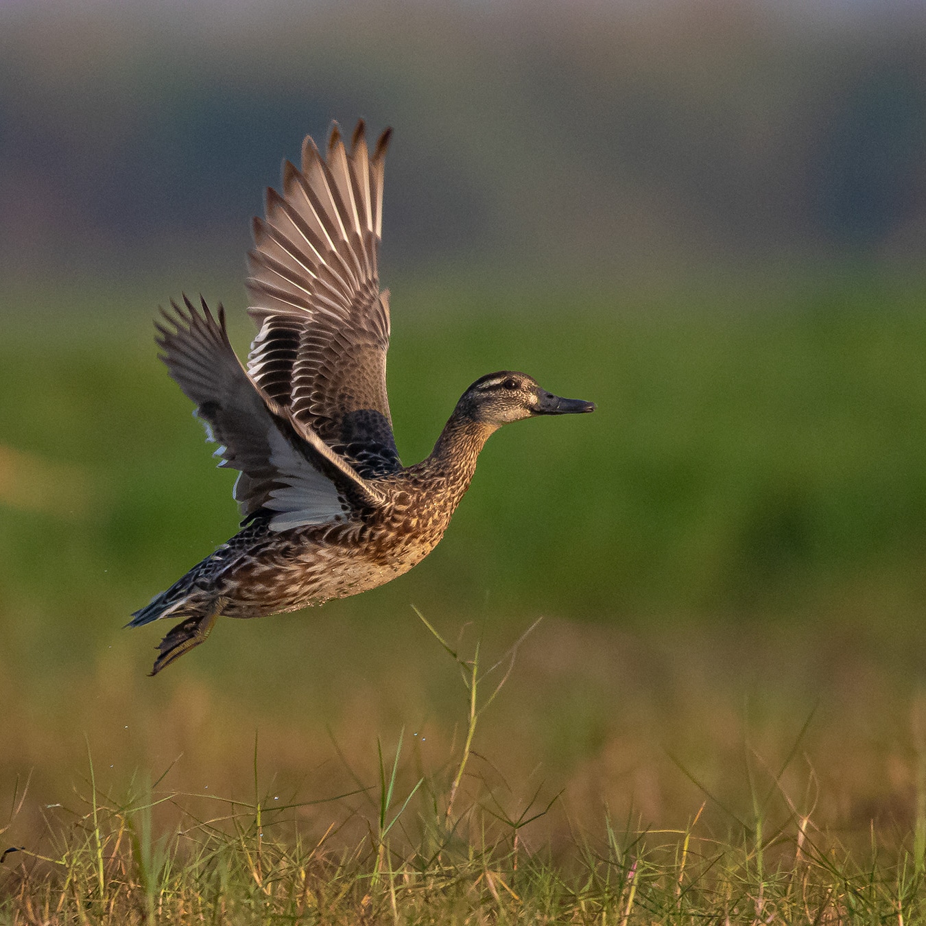 Mangalajodi Wetlands