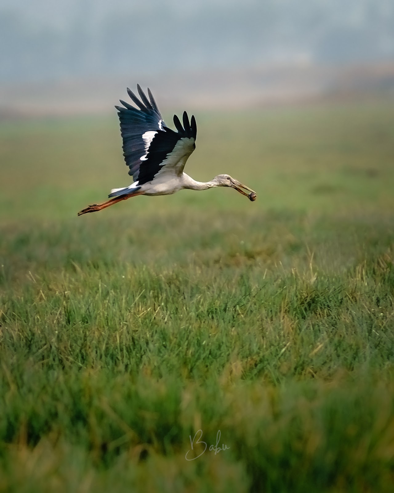 Mangalajodi Wetlands