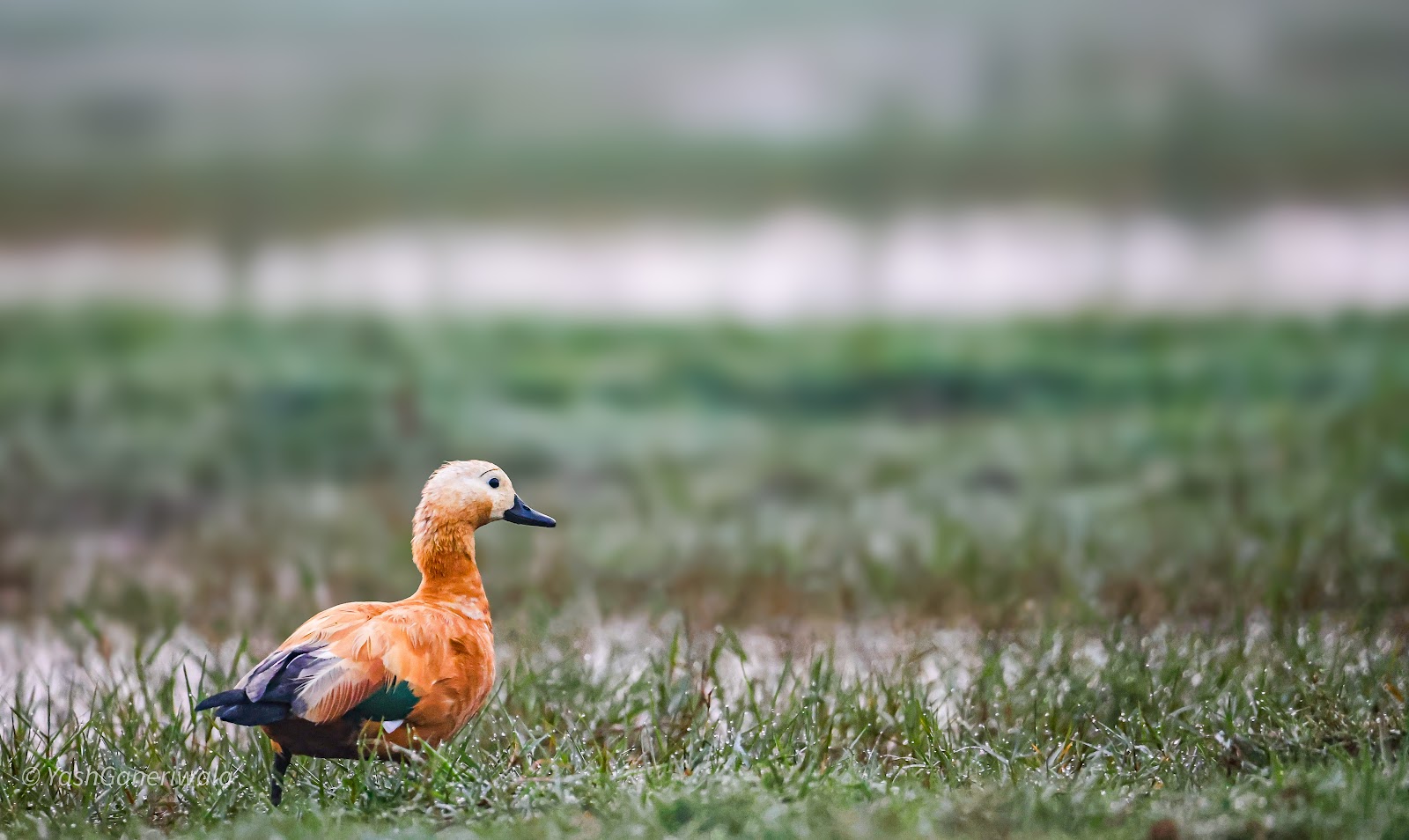 Mangalajodi Wetlands