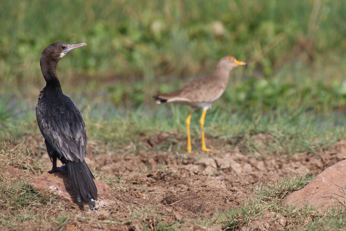 Mangalajodi Wetlands