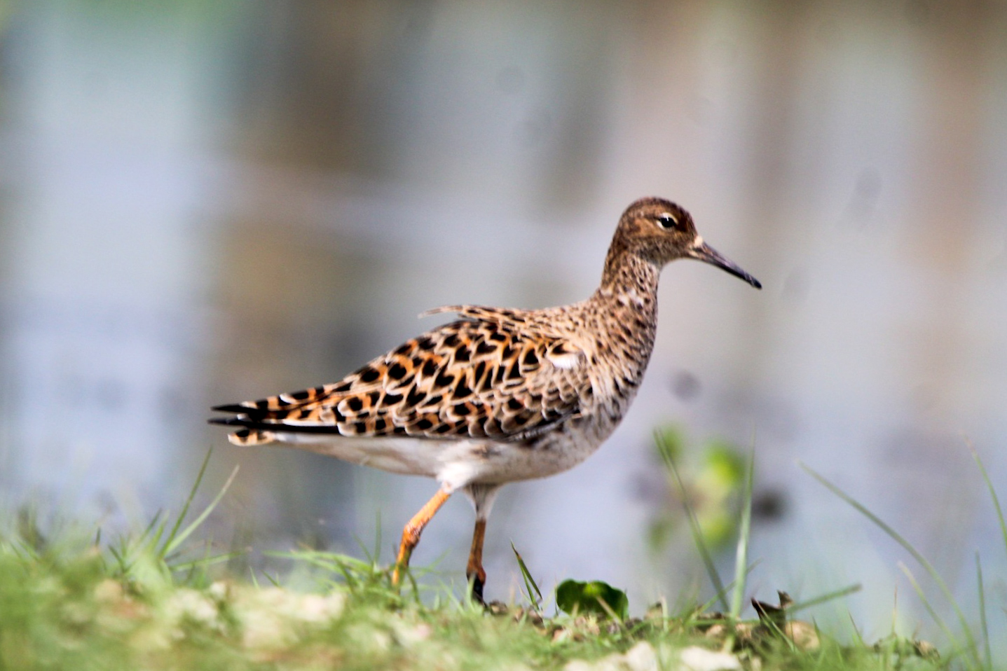 Mangalajodi Wetlands