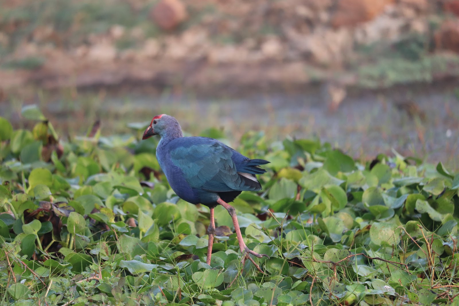 Mangalajodi Wetlands