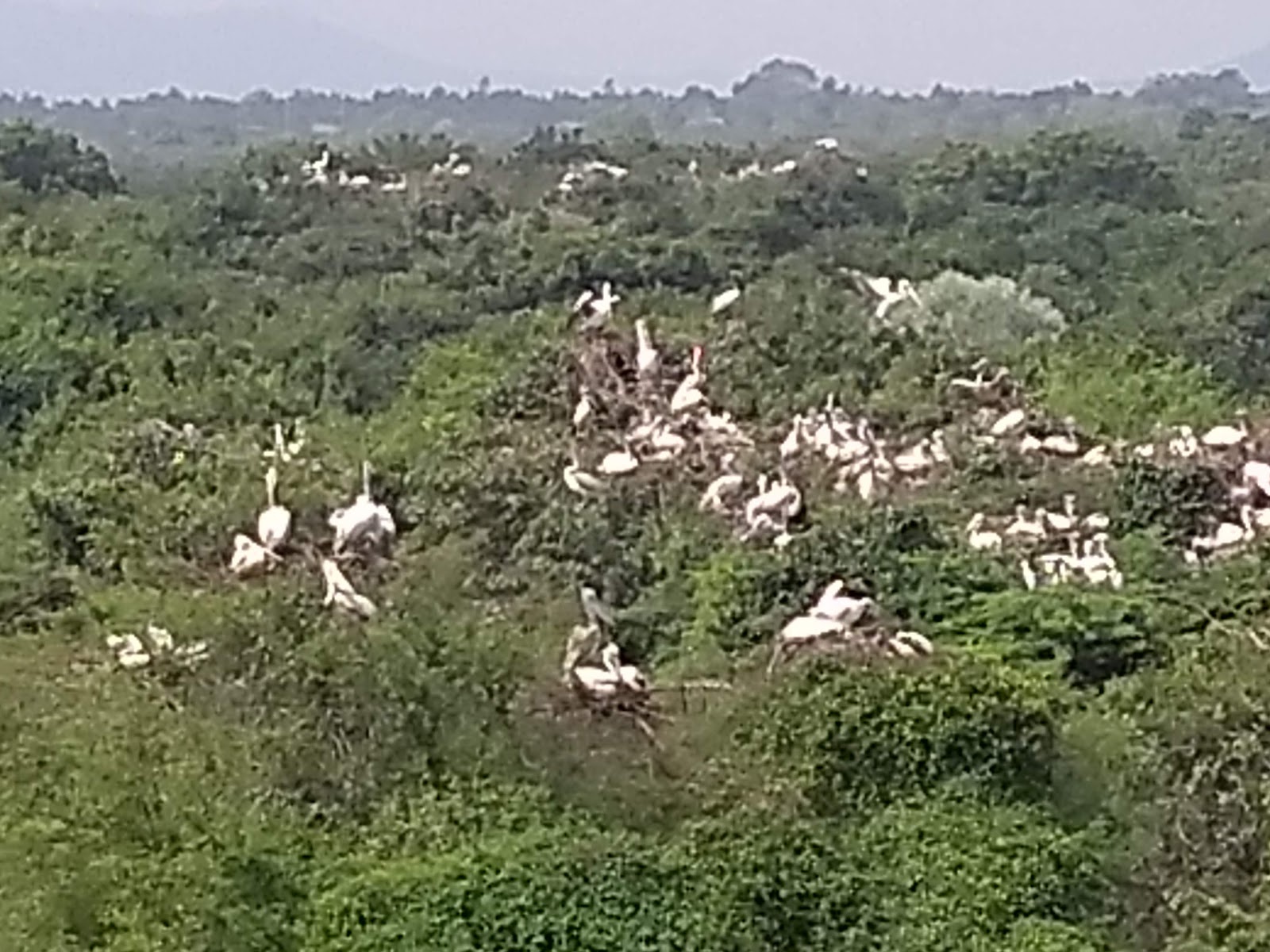 Nellapattu Bird Sanctuary
