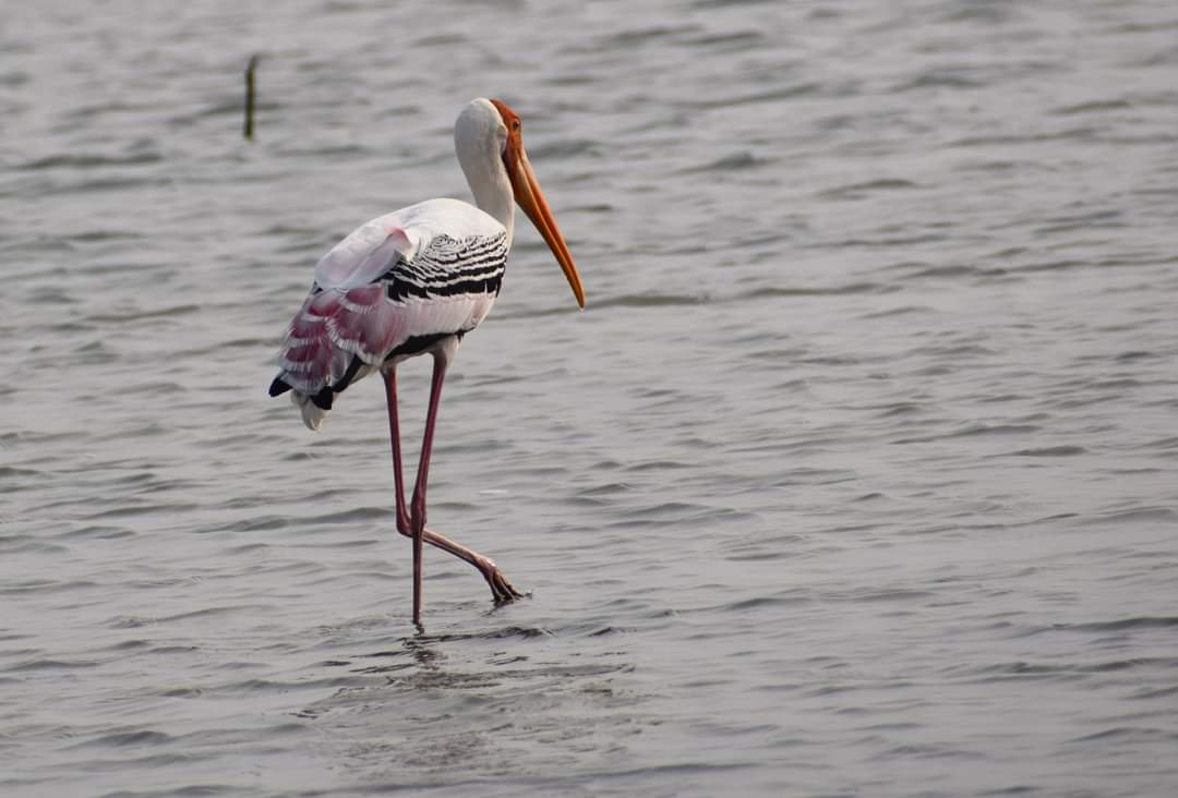 Nellapattu Bird Sanctuary