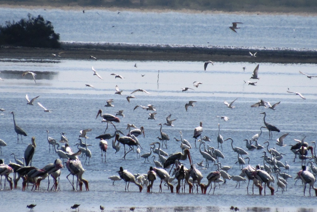 Nellapattu Bird Sanctuary