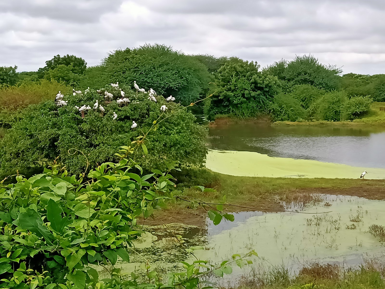Nellapattu Bird Sanctuary