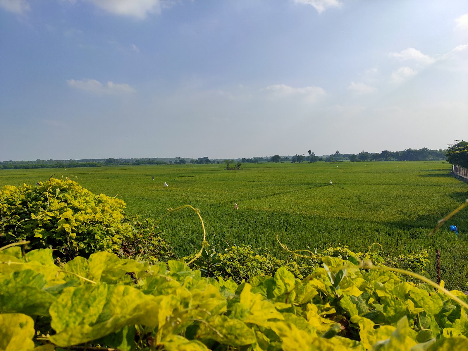 Nellapattu Bird Sanctuary