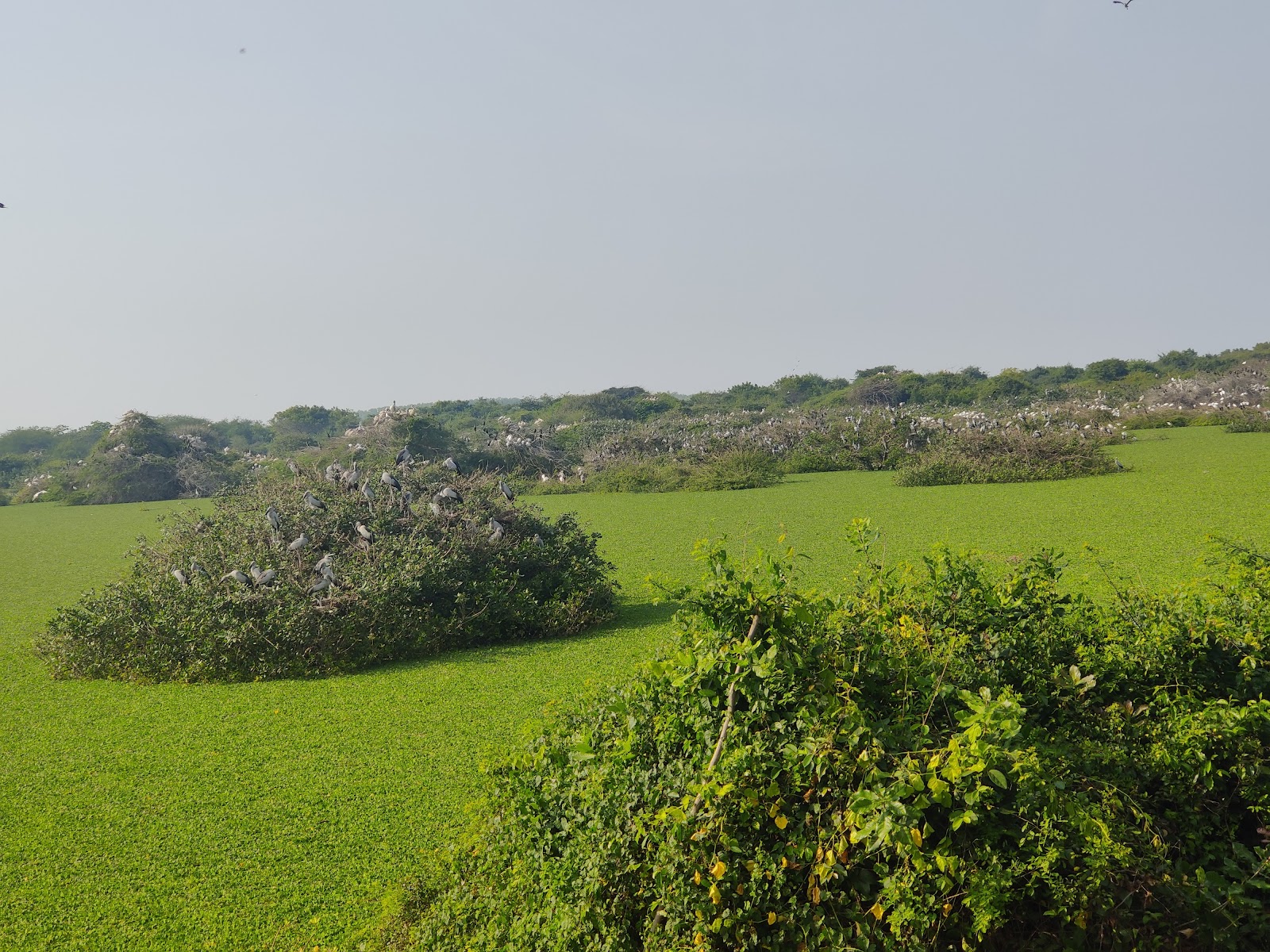 Nellapattu Bird Sanctuary