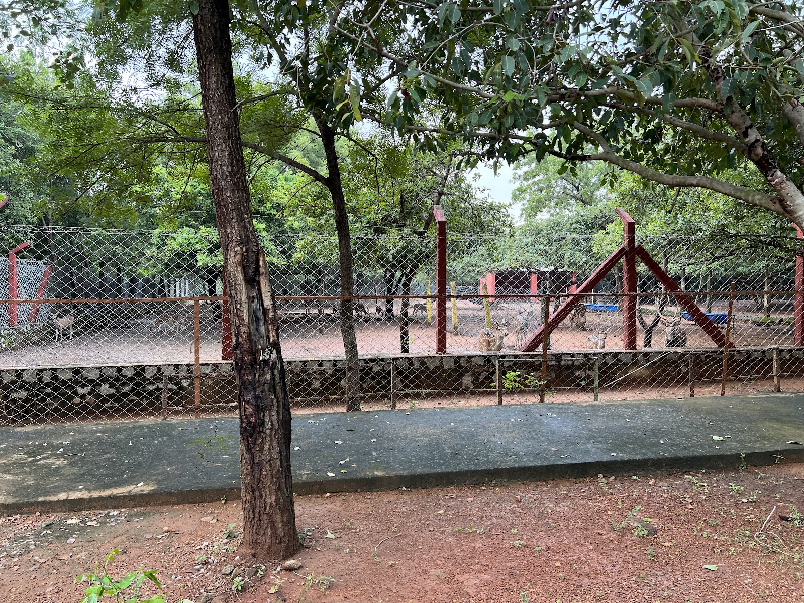 Nellapattu Bird Sanctuary