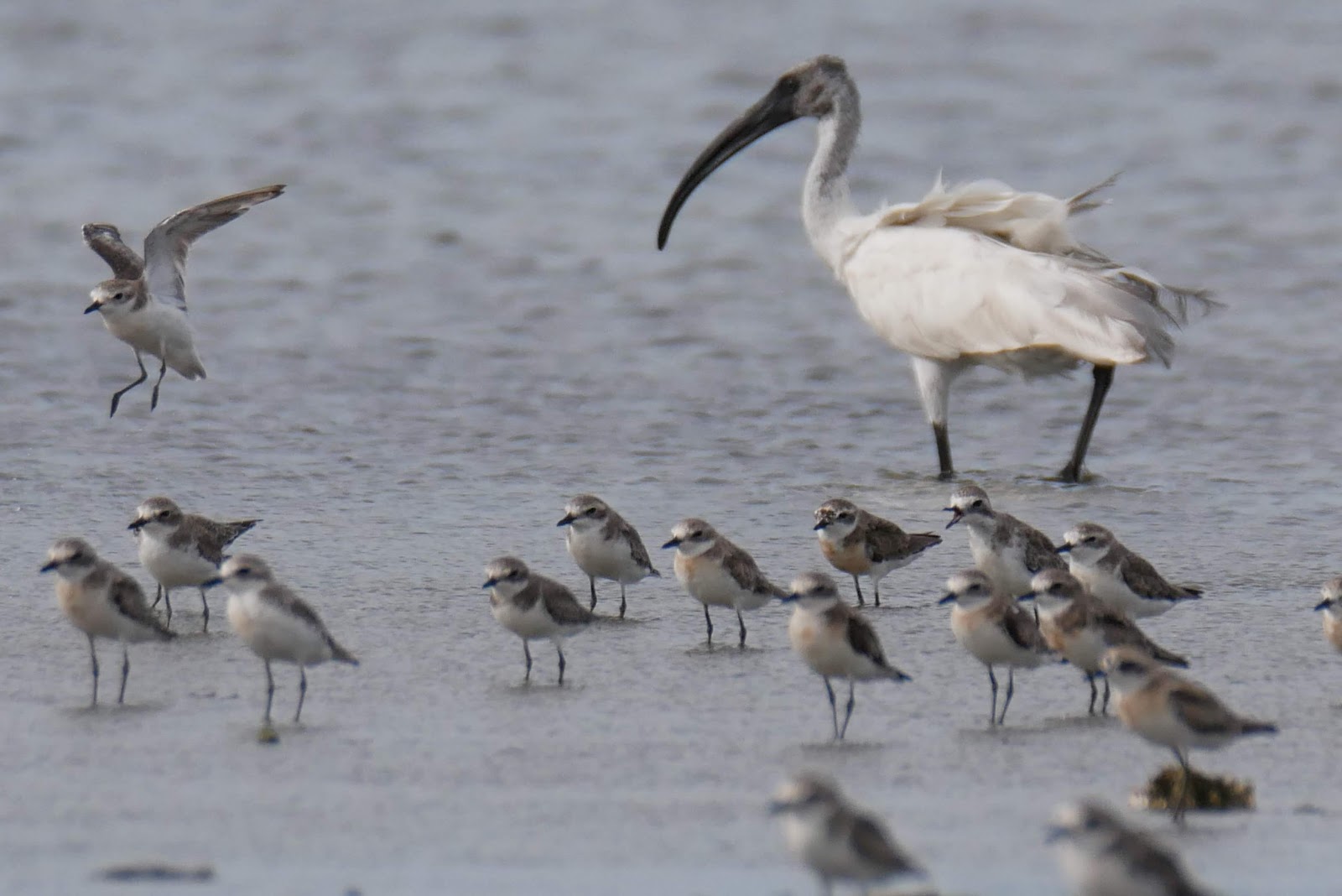 Pulicat Bird Sanctuary