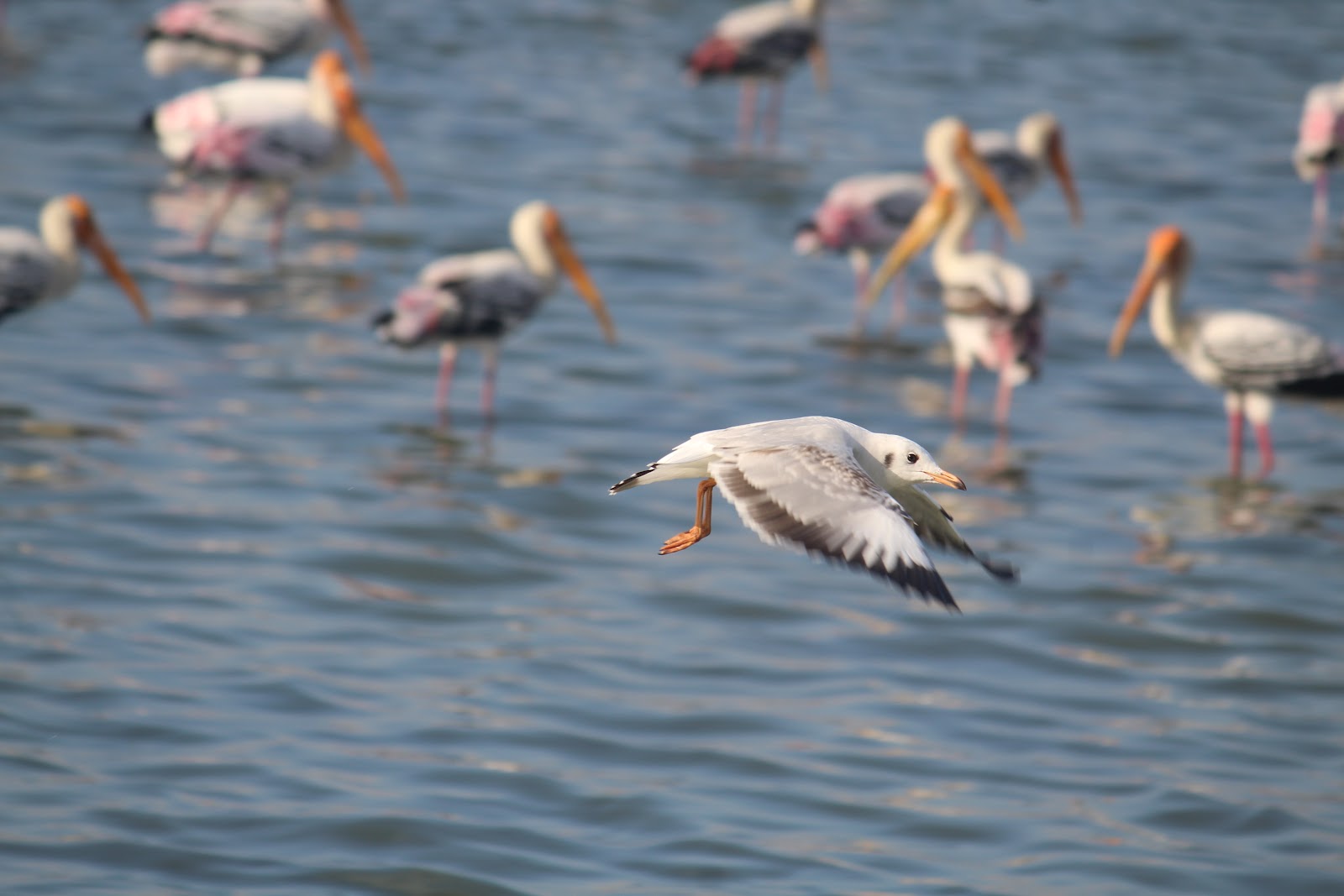 Pulicat Bird Sanctuary
