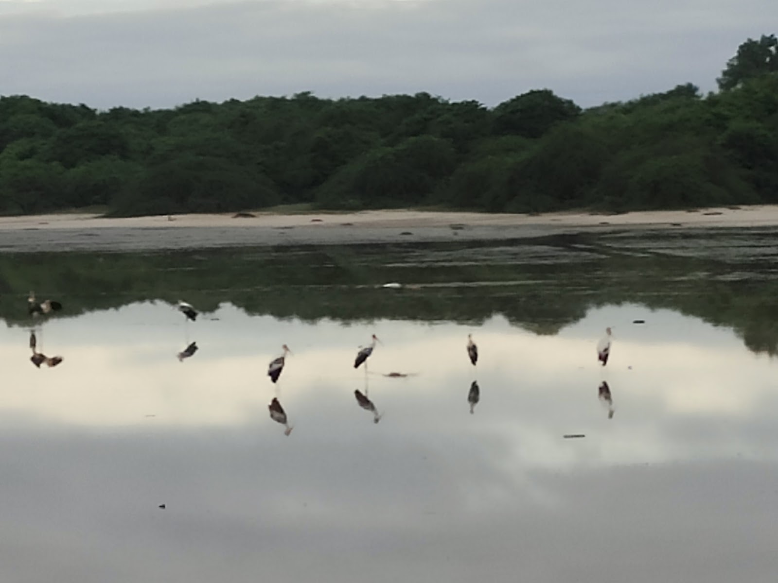 Pulicat Bird Sanctuary