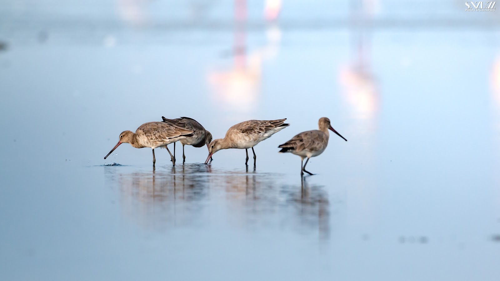 Pulicat Bird Sanctuary